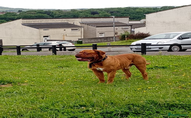 Dogue De Bordeaux dogs - Advert 1