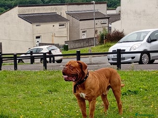 Dogue De Bordeaux dogs - Advert 1