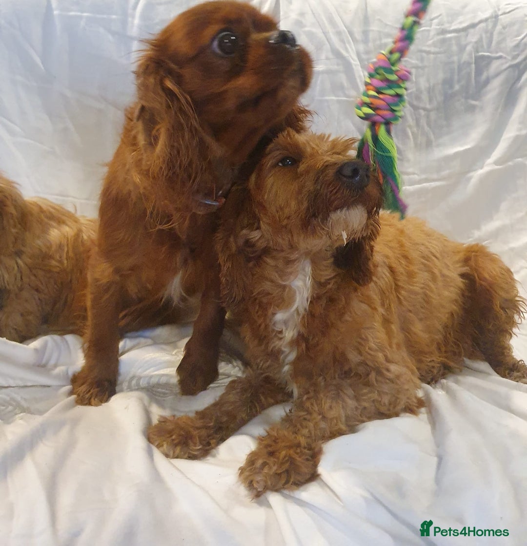 Cavapoo dogs for sale: Cavapoo - Advert 7