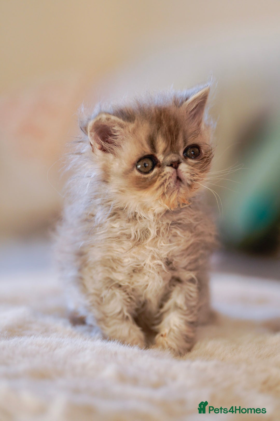 Persian cats for sale: Persian kittens  - Advert 8