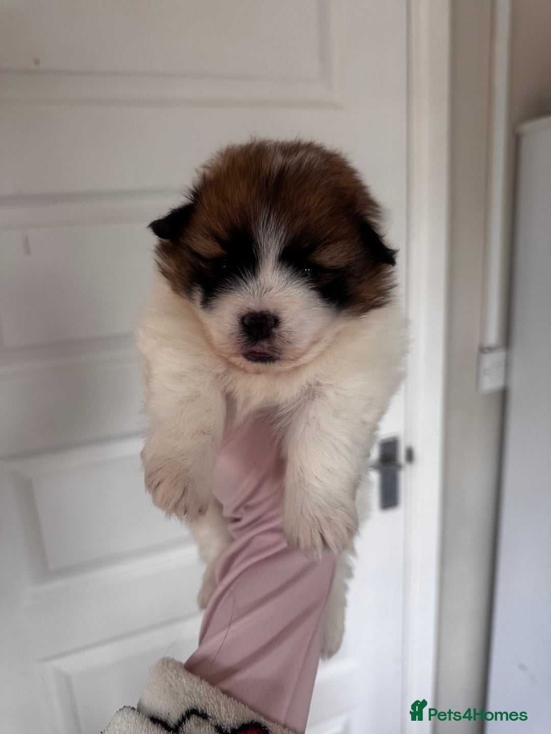 Mixed Breed dogs for sale: Aussie poos  - Advert 6