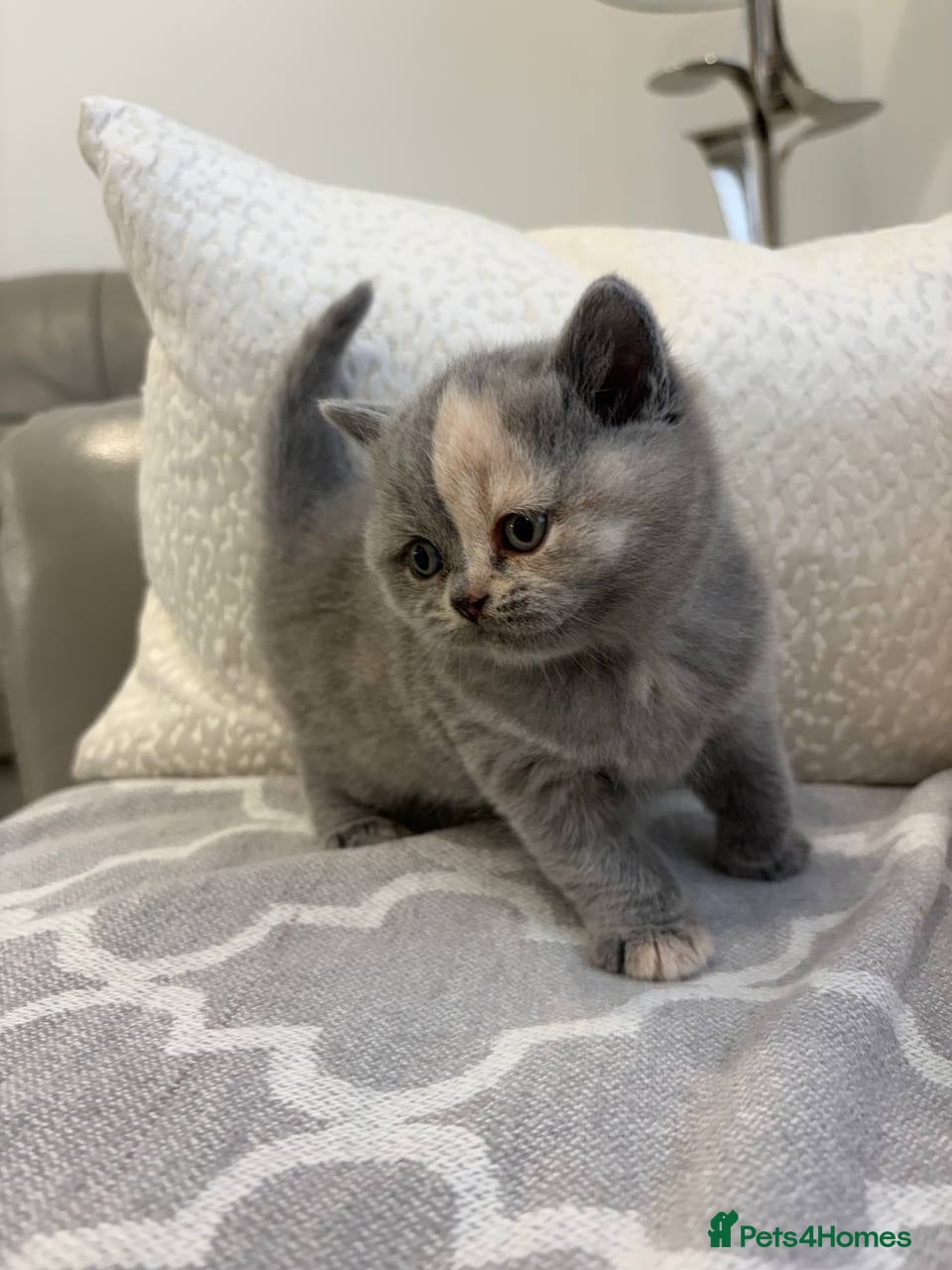 British Shorthair cats for sale: Amazing Cream and Blue British Shorthair Kittens. - Advert 3