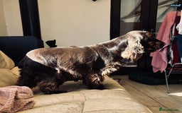 Cocker Spaniel dogs for sale: Waiting list for show litter due 27th sept - Image 14