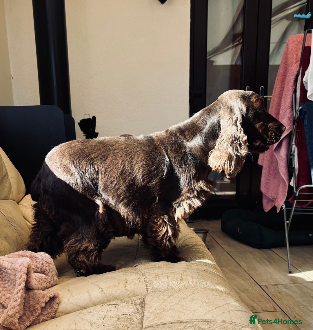 Cocker Spaniel dogs for sale: Waiting list for show litter due 27th sept - Image 14