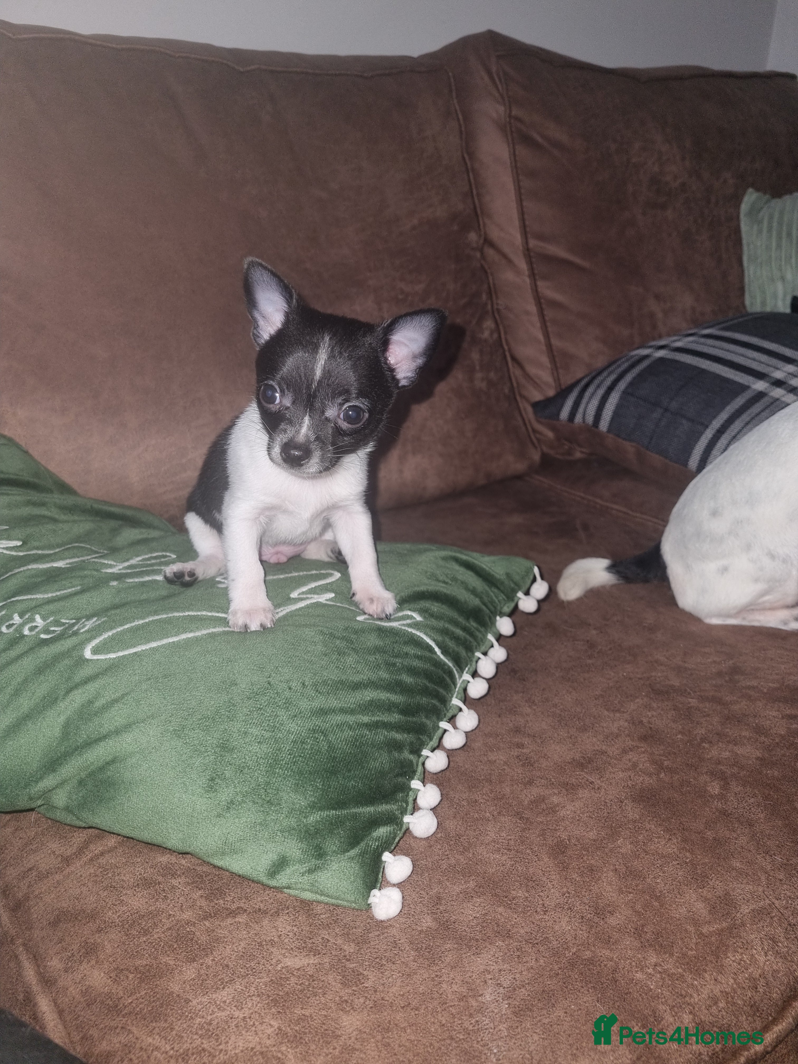 Chihuahua dogs Male Chihuahua puppy - Advert 14