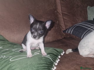 Chihuahua dogs Male Chihuahua puppy - Advert 14