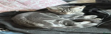 Grey 2