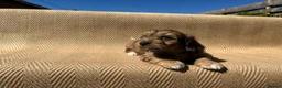 Mixed Breed dogs for sale: Havatoodle Pups - Advert 27