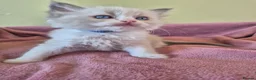 Ragdoll cats for sale: Ragdoll kittens GCCF regsitered - Advert 26