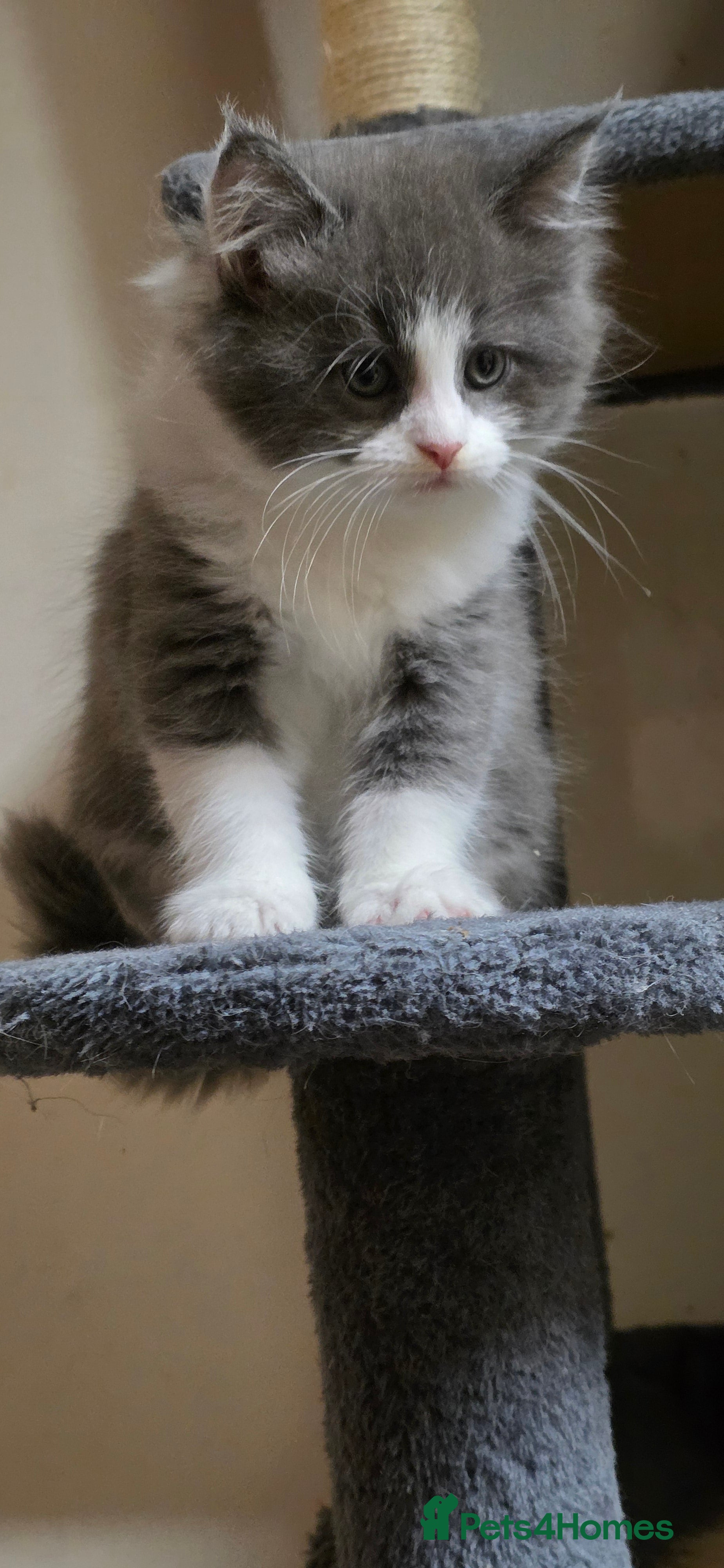 Maine Coon cats Tica registered maincoon kittens  - Advert 6