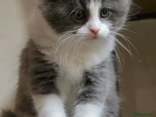 Maine Coon cats Tica reg maincoon kittens (active) 1 MALE LEFT - Advert 10