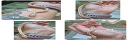 Corn Snake reptiles for sale: REDUCED PRICE Baby corn snakes ready now  - Advert 13