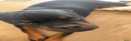 Rottweiler dogs for sale: 7 month old male Rottweiler  in Saltburn-by-the-Sea - Advert 2