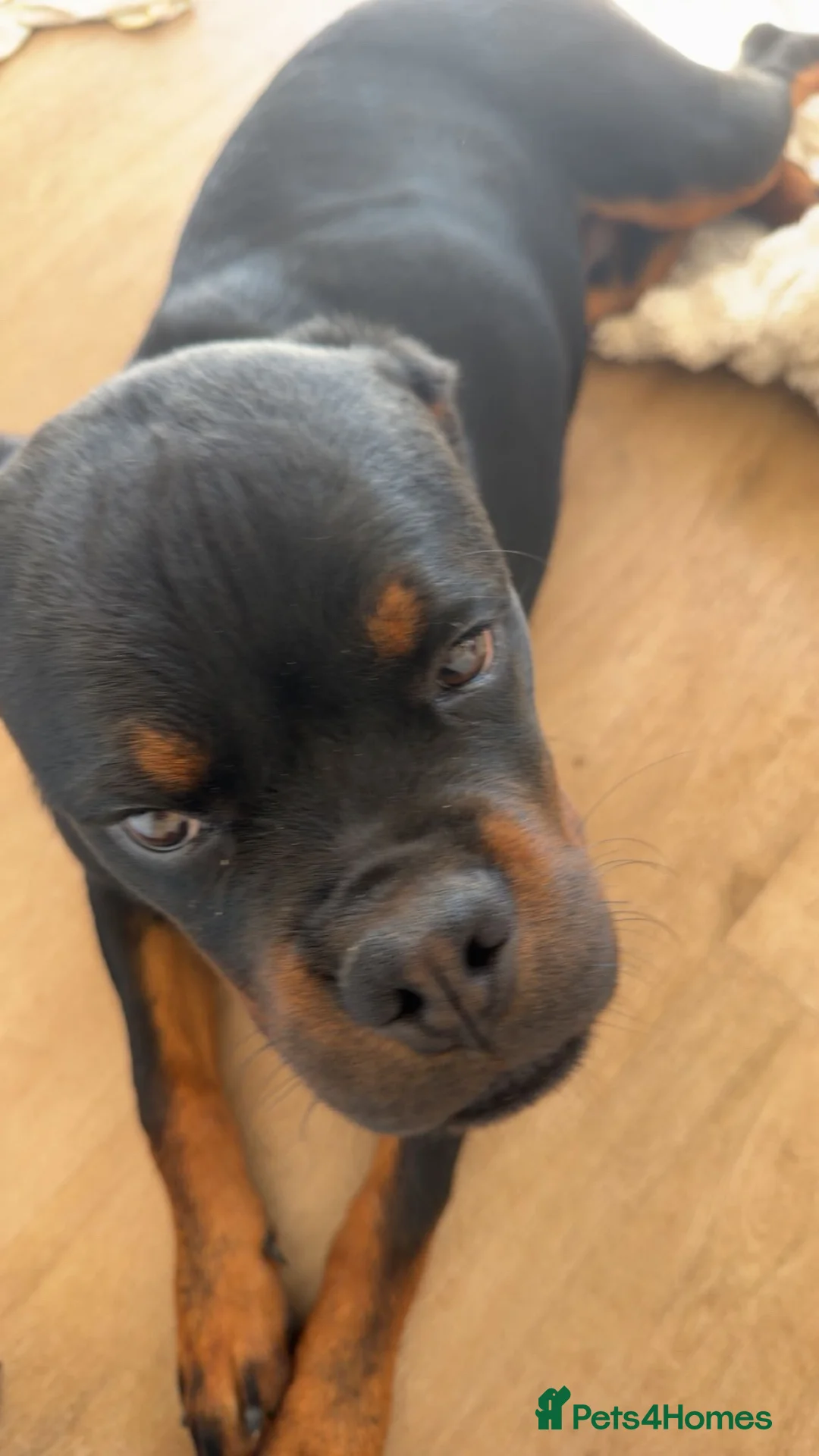 Rottweiler dogs for sale: 7 month old male Rottweiler  in Saltburn-by-the-Sea - Advert 2
