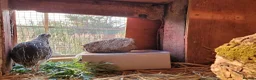 Quail poultry for sale: Family of Quails (Laying) - Advert 5