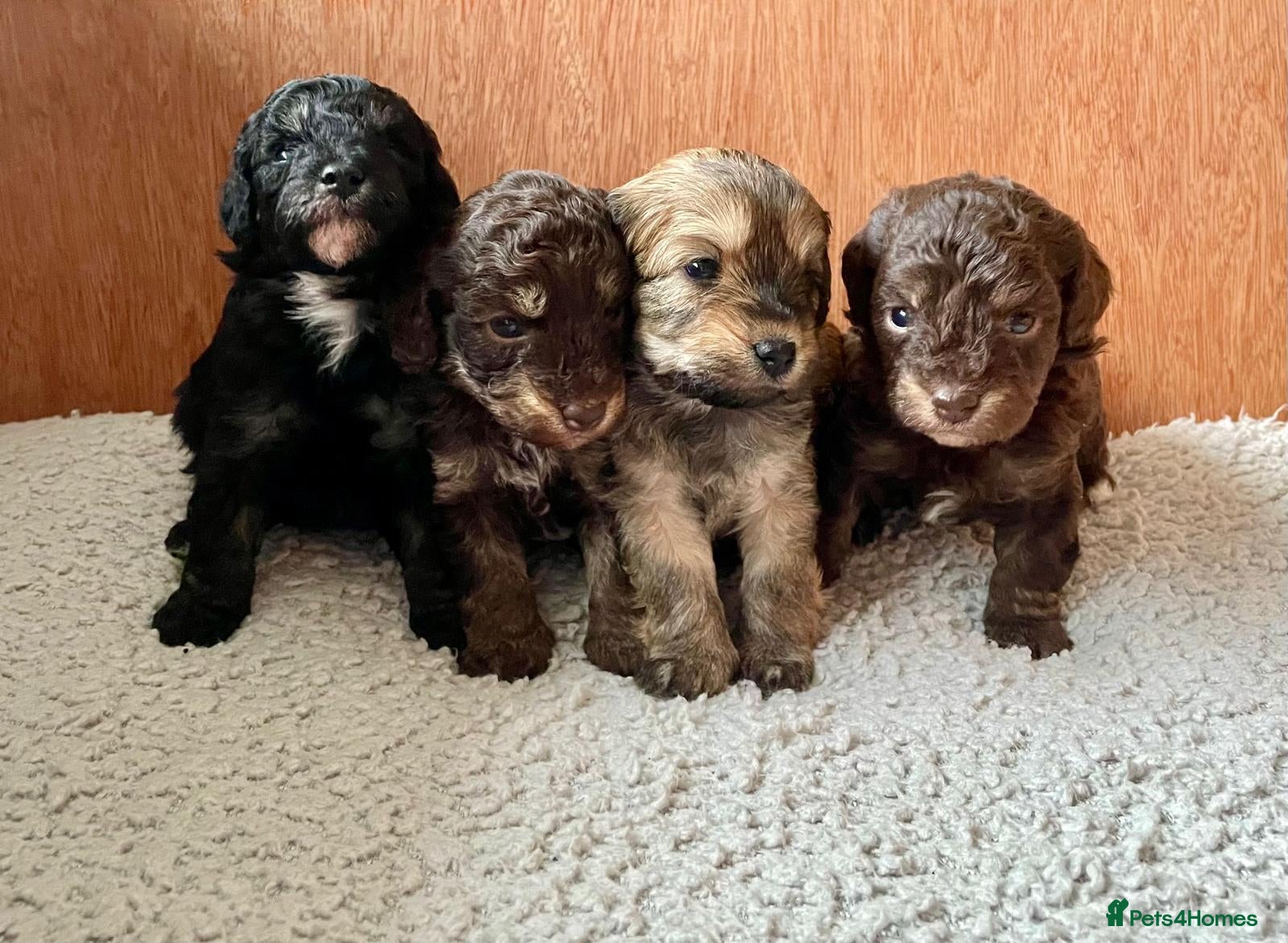 Maltipoo dogs Adorable Maltipoo girls ready to leave 22nd of Feb - Advert 2