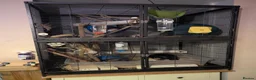 Rat rodents for sale: Group of 4 female rats - Advert 2
