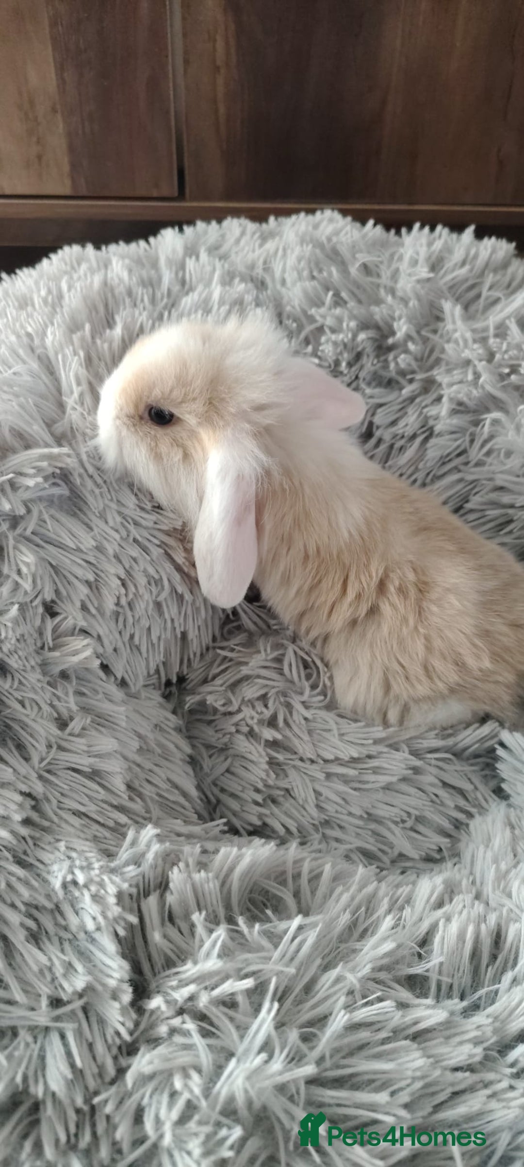 Mini Lop rabbits for sale: Beautiful Mini Lop Babies - 6 to choose from  - Image 27