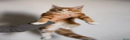 Maine Coon cats for sale: 5 Beautiful Russian Import Kittens TICA - Advert 34