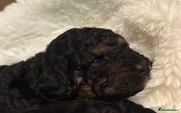 Cavapoo dogs for sale: 2 adorable male Cavapoo Puppies ! 🐾 - Image 13