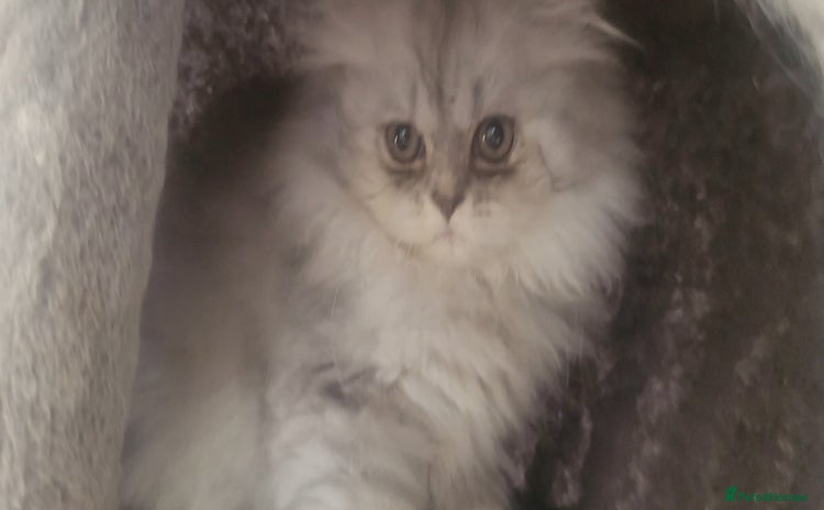 Persian cats - Advert 5