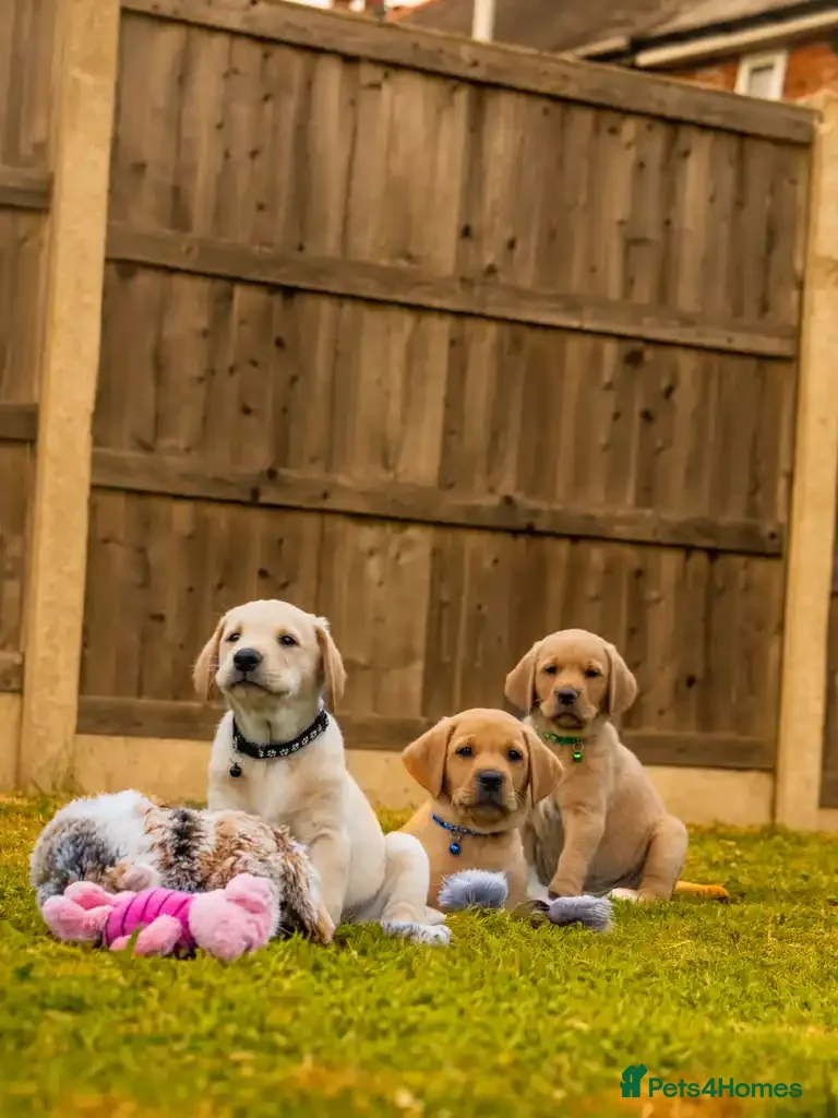 Goldador dogs 11 Goldador puppies *Ready to leave next week* - Advert 1