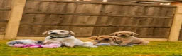 Goldador dogs for sale: 11 Goldador puppies *Ready to leave now* - Advert 3