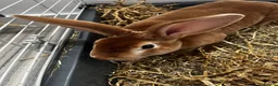 Rex rabbits for sale: Rex rabbit brother and sister available - Advert 8