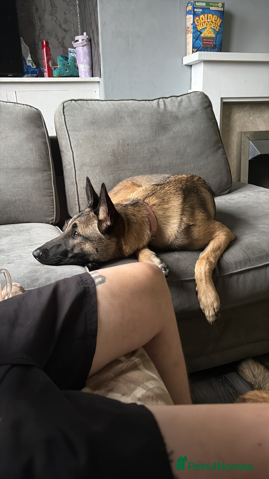 Belgian Shepherd Dog dogs for sale: Stunning Belgium Shepard bitch 7month  in Wallsend - Image 7