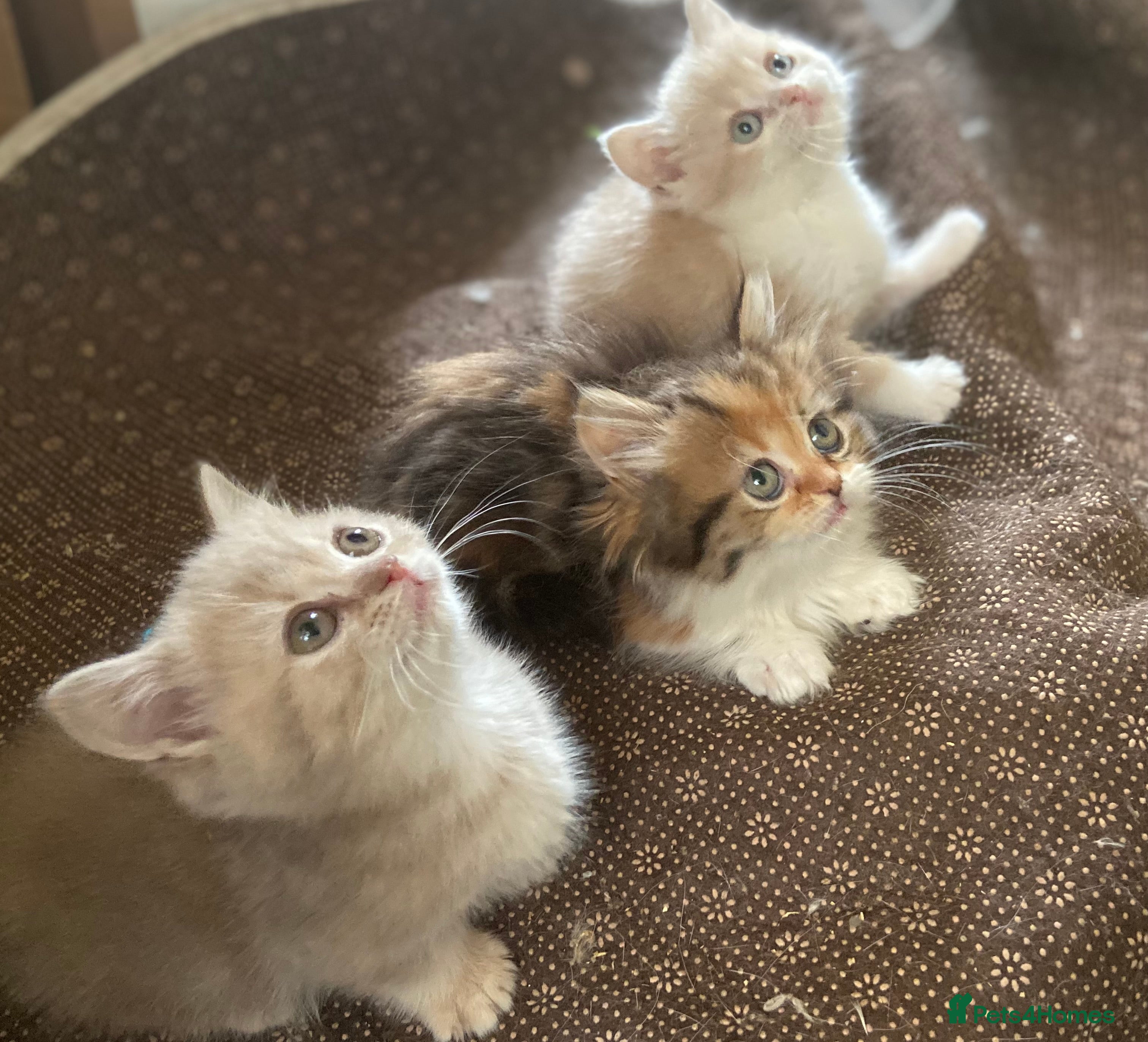 Munchkin cats Full Pedigree Munchkin Kittens - Advert 1