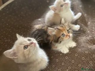 Munchkin cats Full Pedigree Munchkin Kittens - Advert 1