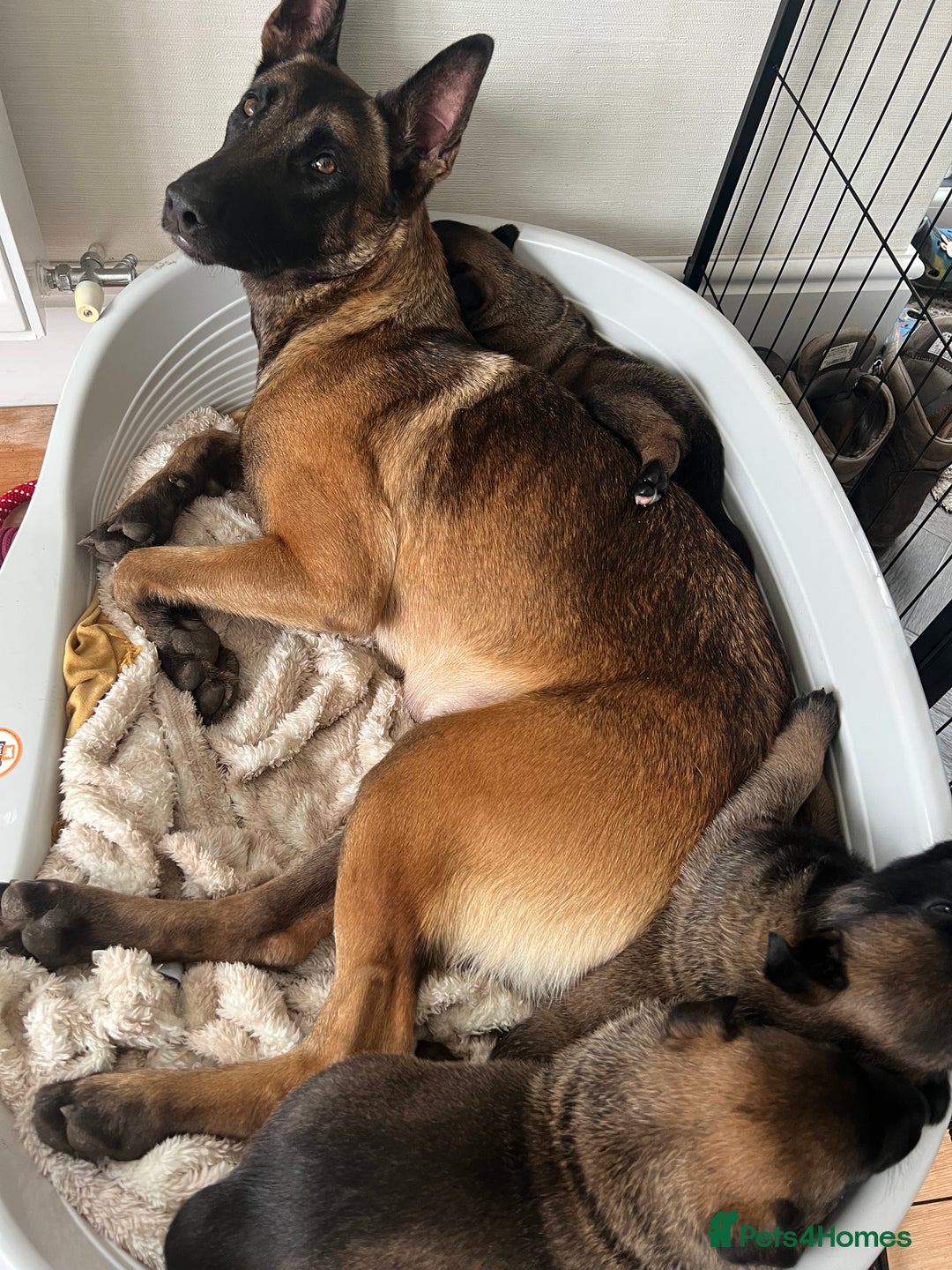 Mixed Breed dogs for sale: Belgian Malinois Puppies  - Image 19