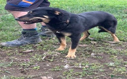 Mixed Breed dogs for adoption: Teya - Norwich Norfolk  - Image 11