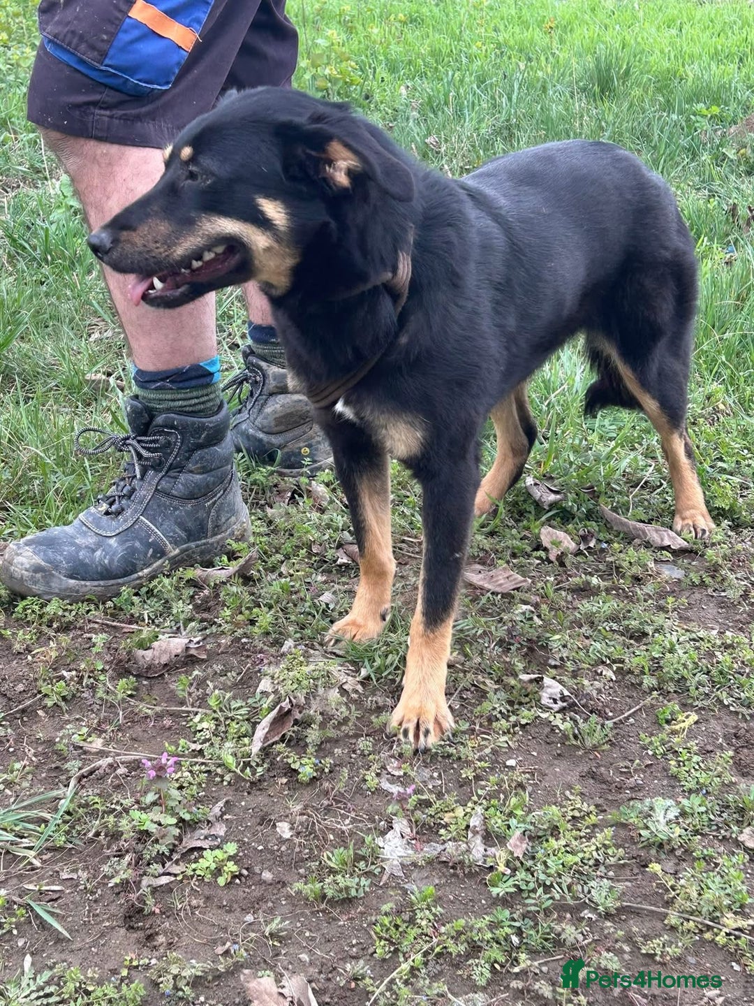 Mixed Breed dogs for adoption: Teya - Norwich Norfolk  - Image 11
