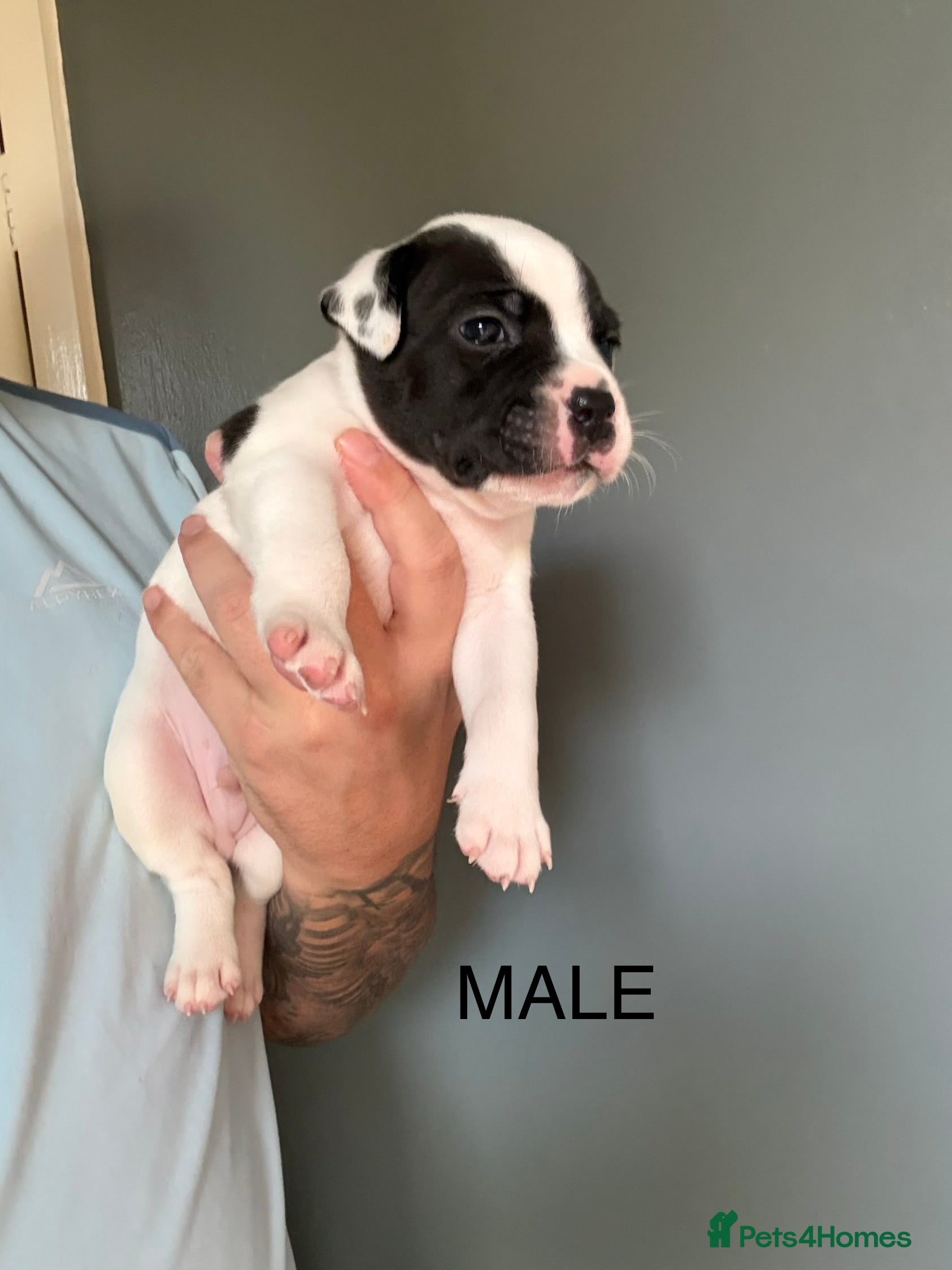 Staffordshire Bull Terrier dogs 3 GORGEOUS  STAFFORDSHIRE BULL TERRIER PUPPIES - Advert 2