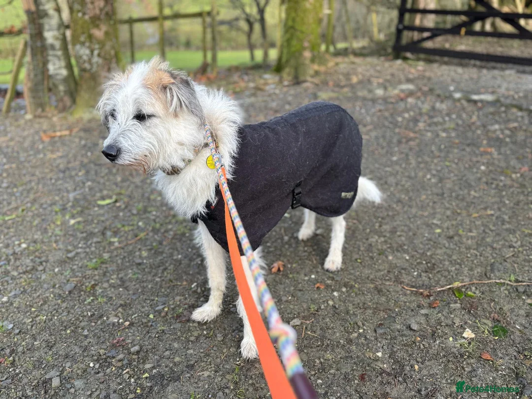 Lurcher dogs for adoption: KALLIE - 1 year, playful/loves dogs/energetic - Advert 2