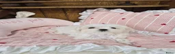 Maltese dogs for sale: 100% Pure‑bred Korean‑line Micro Maltese Puppies - Advert 8