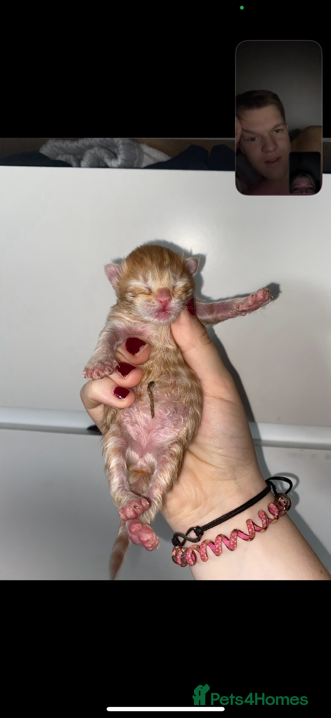 Mixed Breed cats for sale: Sammy and Tammy  - Advert 6