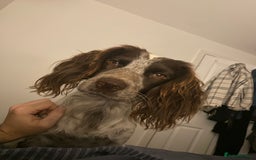 Cocker Spaniel dogs for stud: Crazy Cocker spaniel for studding. in Kettering - Image 15