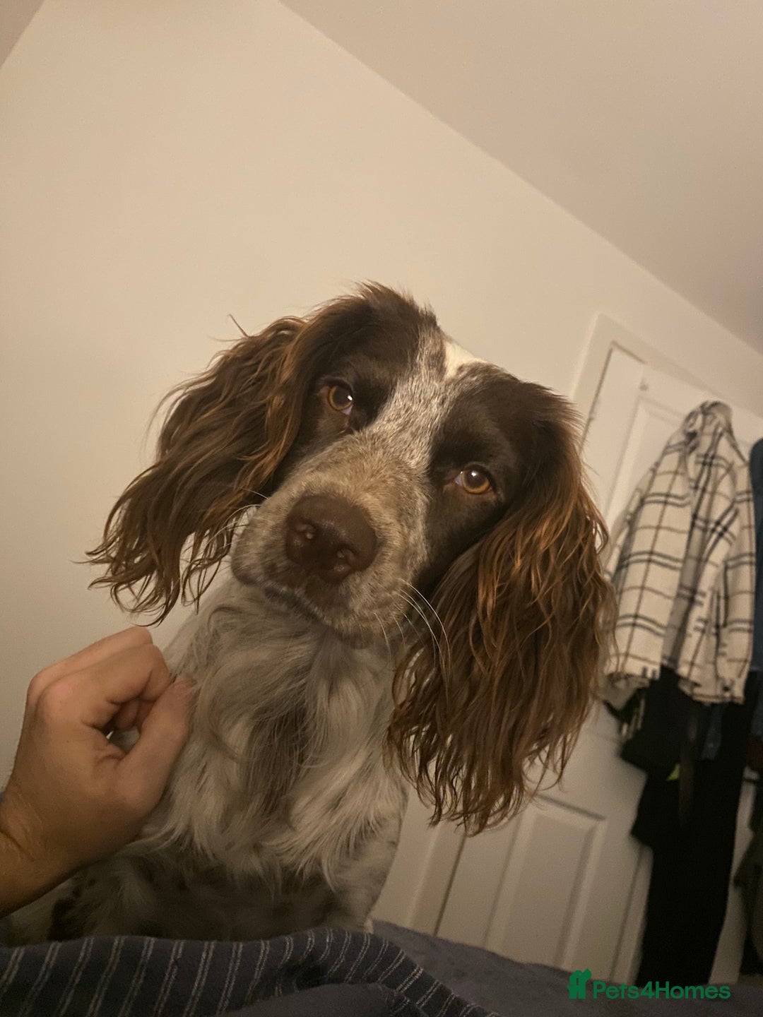 Cocker Spaniel dogs for stud: Crazy Cocker spaniel for studding. in Kettering - Image 15