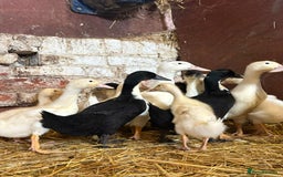 Ducks poultry for sale: Aylesbury Ducks and Aylesbury x Khaki Campbell  - Image 2