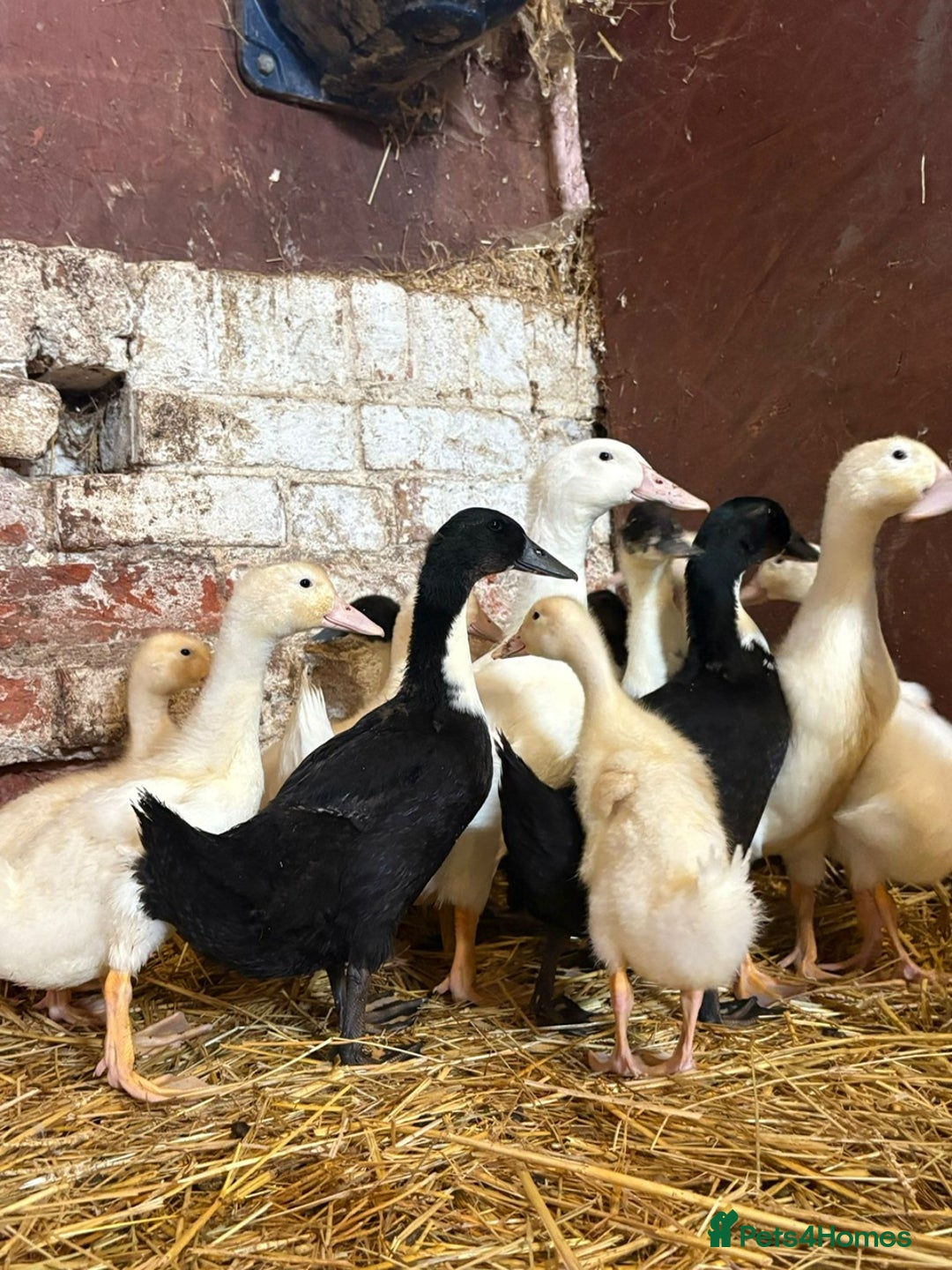 Ducks poultry for sale: Aylesbury Ducks and Aylesbury x Khaki Campbell  - Image 2