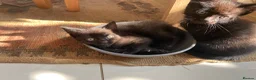 Mixed Breed cats for sale: Friendly and cuddly kittens 8 weeks in Swindon - Advert 12