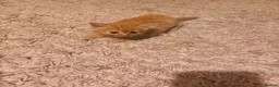 Mixed Breed cats for sale: Beautiful kittens - Advert 3