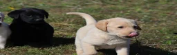 Labrador Retriever dogs for sale: Labrador puppies. Beautiful black and golden pups - Advert 5