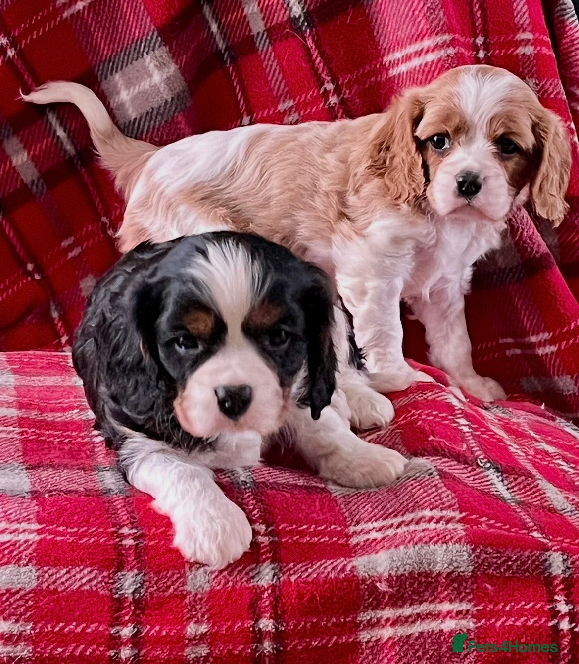Cavalier King Charles Spaniel dogs Beautiful King Charles Cavalier puppies - Advert 15