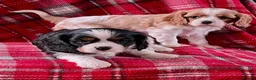 Cavalier King Charles Spaniel dogs for sale: Beautiful King Charles Cavalier puppies - Advert 4