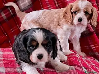 Cavalier King Charles Spaniel dogs Beautiful King Charles Cavalier puppies - Advert 15