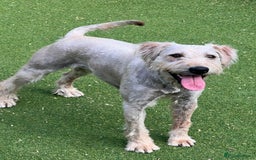 Soft Coated Wheaten Terrier dogs for sale: Irish Wheaton terrier  - Image 5