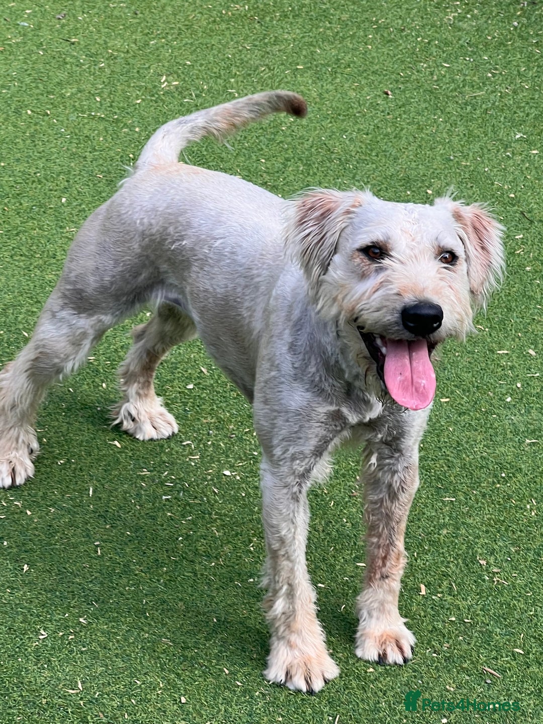 Soft Coated Wheaten Terrier dogs for sale: Irish Wheaton terrier  - Image 5